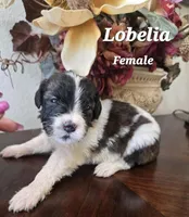 Lobelia, a female Saint Berdoodle for sale in Temecula, CA – 1 of 1