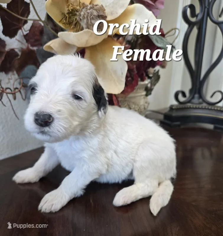 Orchid – Saint Berdoodle puppy for sale in Temecula, CA