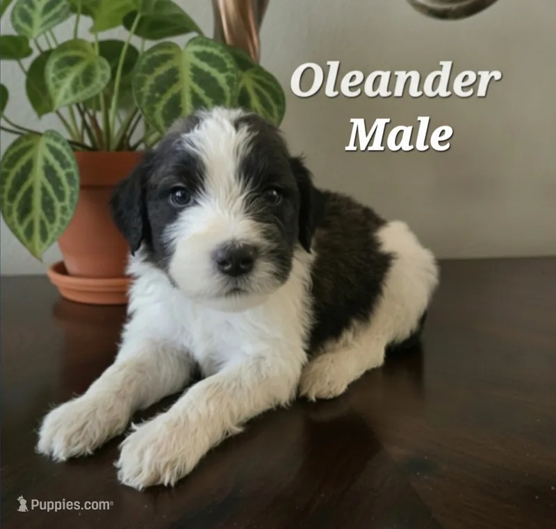 Oleander – Saint Berdoodle puppy for sale in Temecula, CA