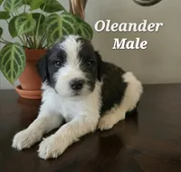 Oleander, a male Saint Berdoodle for sale in Temecula, CA – 1 of 1