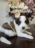 Petunia, a female Saint Berdoodle for sale in Temecula, CA – 1 of 1