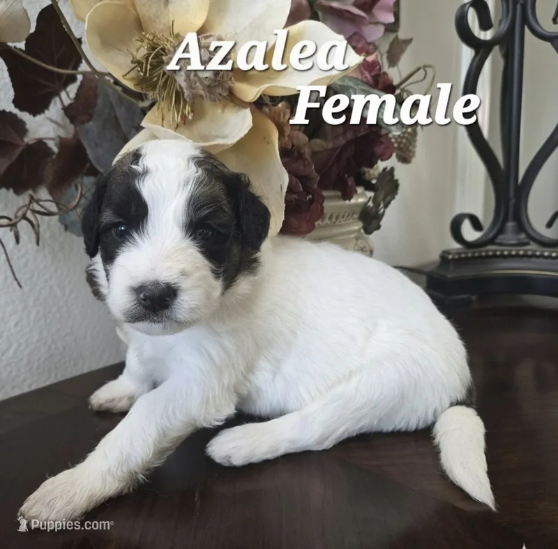 Azelea – Saint Berdoodle puppy for sale in Temecula, CA