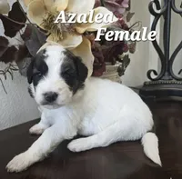 Azelea, a female Saint Berdoodle for sale in Temecula, CA – 1 of 1