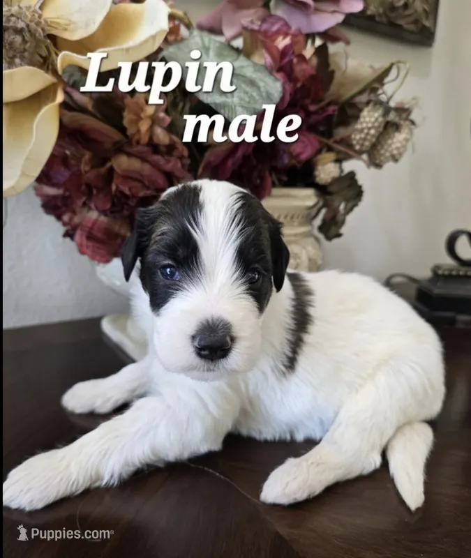 Lupin – Saint Berdoodle puppy for sale in Temecula, CA