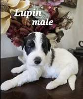 Lupin, a male Saint Berdoodle for sale in Temecula, CA – 1 of 1
