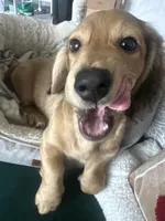 Oliver, a male Miniature Dachshund for sale in Dallas, TX – Photo 2 of 4