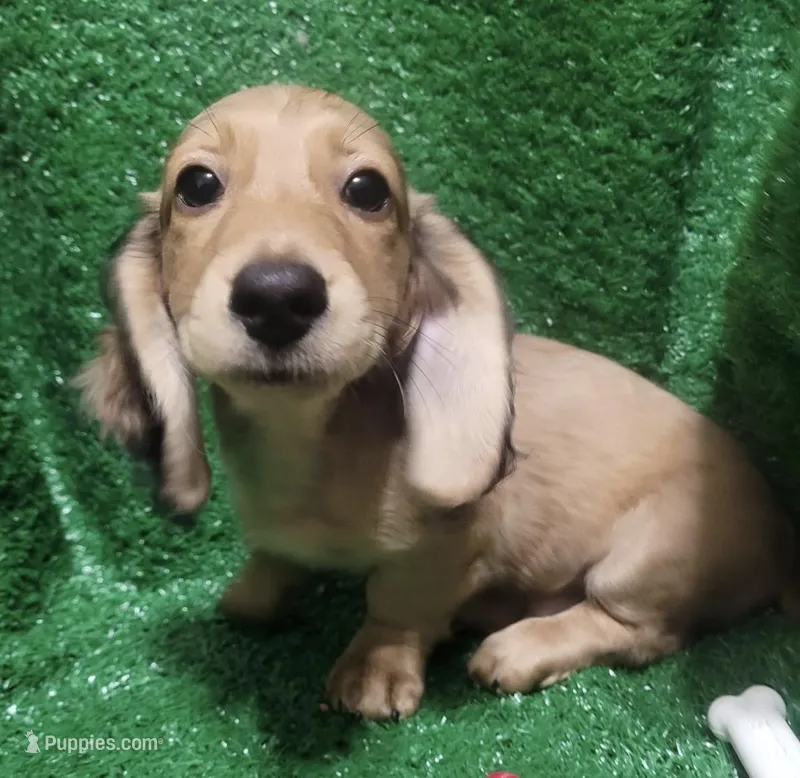 Oliver – Miniature Dachshund puppy for sale in Dallas, TX