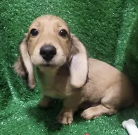 Oliver, a male Miniature Dachshund for sale in Dallas, TX – Photo 1 of 4