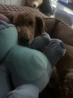 Oliver, a male Miniature Dachshund for sale in Dallas, TX – Photo 3 of 4