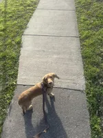 Oliver, a male Miniature Dachshund for sale in Dallas, TX – Photo 4 of 4