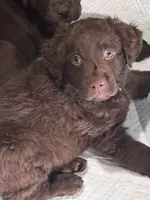 Ruffles, a male Labrador Retriever for sale in Smithfield, IL – 3 of 5