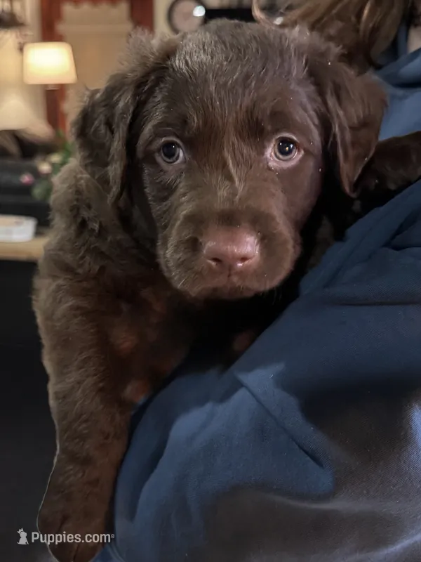 Ruffles – Labrador Retriever puppy for sale in Smithfield, IL