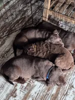 Tank, a male Labrador Retriever for sale in Smithfield, IL – 4 of 4