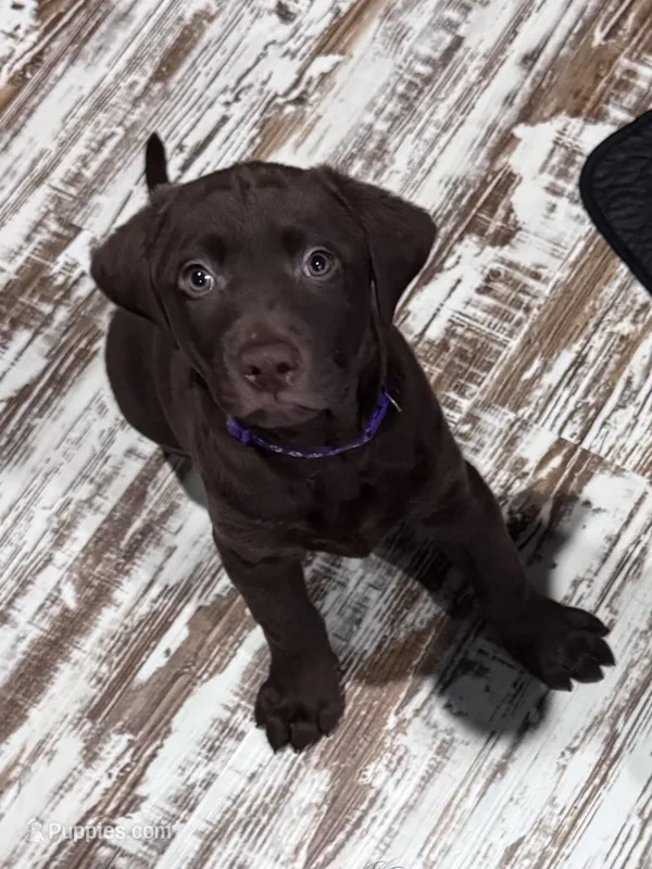 Gilbert – Labrador Retriever puppy for sale in Smithfield, IL