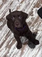 Gilbert, a male Labrador Retriever for sale in Smithfield, IL – 1 of 4
