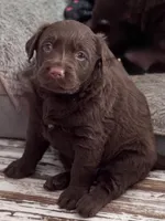 Ruffles, a male Labrador Retriever for sale in Smithfield, IL – 4 of 5