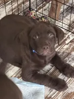Tank, a male Labrador Retriever for sale in Smithfield, IL – 2 of 4