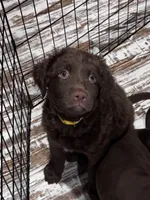 Ruffles, a male Labrador Retriever for sale in Smithfield, IL – 2 of 5