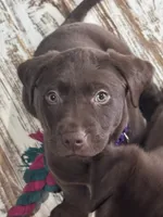Gilbert, a male Labrador Retriever for sale in Smithfield, IL – 4 of 4