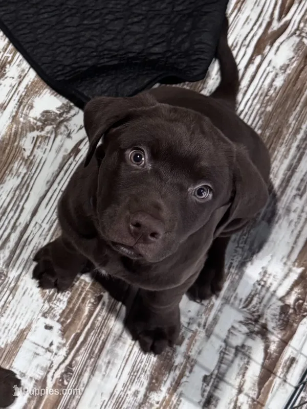 Tank – Labrador Retriever puppy for sale in Smithfield, IL