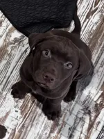 Tank, a male Labrador Retriever for sale in Smithfield, IL – 1 of 4