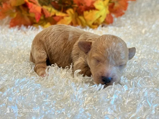 TinkerBell – Poodle - Toy , Poodle - Miniature  puppy for sale in Hawarden, IA