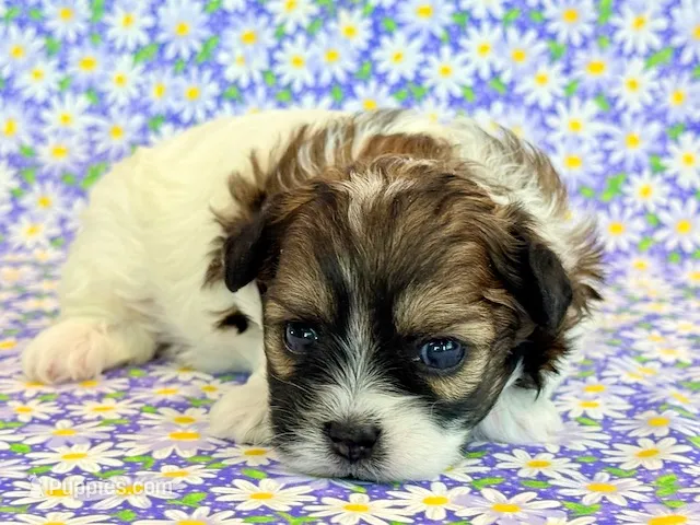 Fancy – Shihpoo puppy for sale in Hawarden, IA