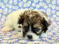 Fancy, a female Shihpoo for sale in Hawarden, IA – 1 of 7