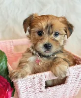 Katana, a female Morkie for sale in Hawarden, IA – 2 of 10