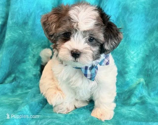 Domino – Shihpoo puppy for sale in Hawarden, IA