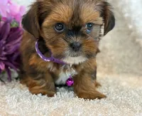 Nuka, a female Shorkie for sale in Hawarden, IA – 10 of 10