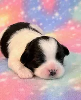 Scarlet, a female Mal Shi for sale in Hawarden, IA – 8 of 8