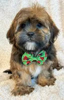Oakley, a male Shorkie for sale in Hawarden, IA – 9 of 9