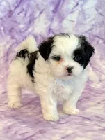 Hazel, a female Mal Shi for sale in Hawarden, IA – 3 of 9