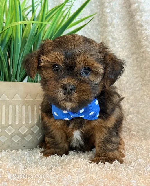 Otto – Shorkie puppy for sale in Hawarden, IA