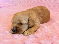 Latte, a female Cockapoo for sale in Hawarden, IA – 2 of 6