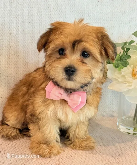 Katana – Morkie puppy for sale in Hawarden, IA