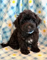 Jeb, a male Yorkipoo for sale in Hawarden, IA – 3 of 10