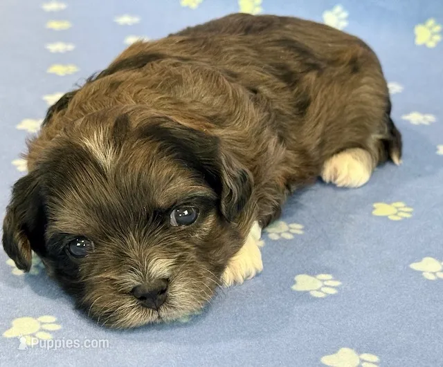 Frankie – Shihpoo puppy for sale in Hawarden, IA