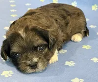 Frankie, a male Shihpoo for sale in Hawarden, IA – 1 of 8
