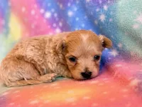 Cheetah, a male Maltipoo for sale in Hawarden, IA – Photo 5 of 7