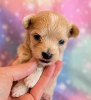 Cheetah, a male Maltipoo for sale in Hawarden, IA – Photo 2 of 7
