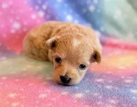 Cheetah, a male Maltipoo for sale in Hawarden, IA – Photo 7 of 7