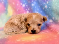 Cheetah, a male Maltipoo for sale in Hawarden, IA – Photo 6 of 7