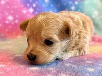 Cheetah, a male Maltipoo for sale in Hawarden, IA – Photo 3 of 7