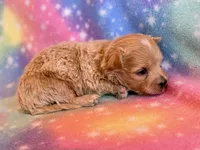 Cheetah, a male Maltipoo for sale in Hawarden, IA – Photo 4 of 7