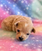 Cheetah, a male Maltipoo for sale in Hawarden, IA – Photo 1 of 7