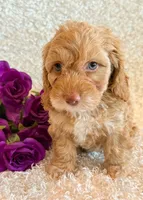 Ellie, a female Cockapoo for sale in Hawarden, IA – 10 of 10