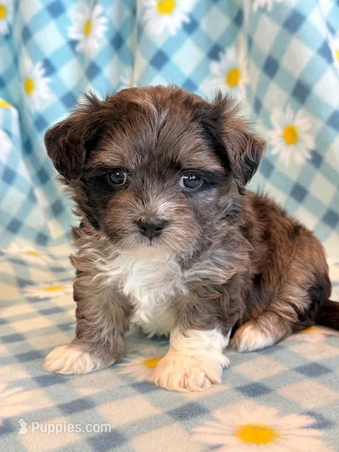 Frankie – Shihpoo puppy for sale in Hawarden, IA