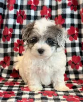 Newton, a male Maltipoo for sale in Hawarden, IA – 4 of 10